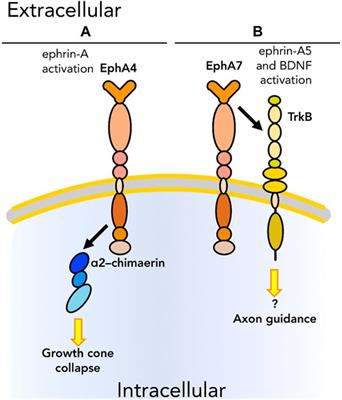 Eph/Ephrin-Based Protein Complexes: The Importance of cis Interactions in Guiding Cellular Processes